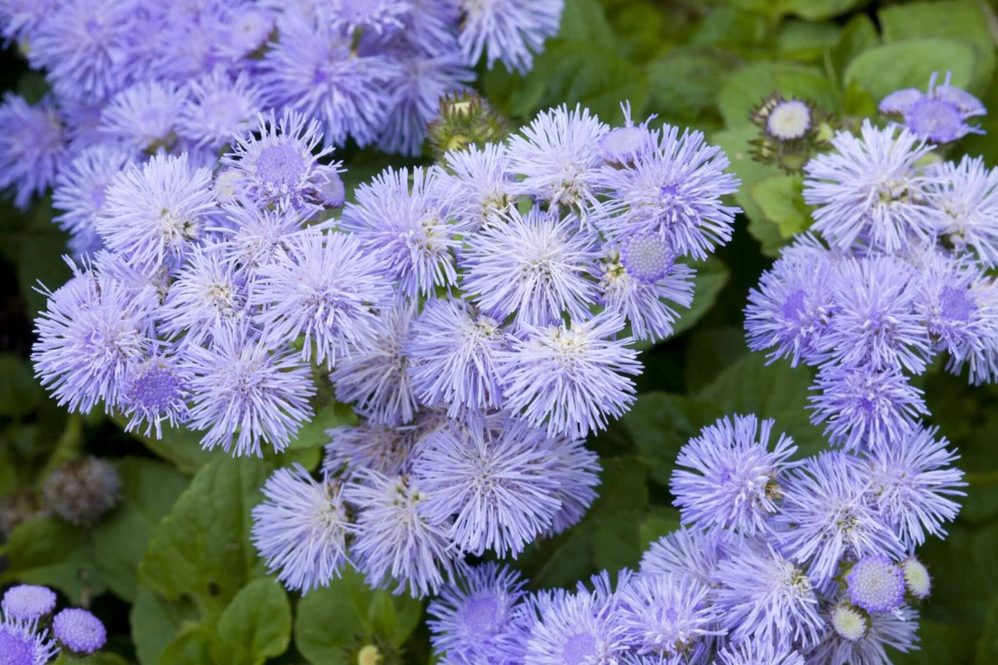 Ageratum Blue Horizon