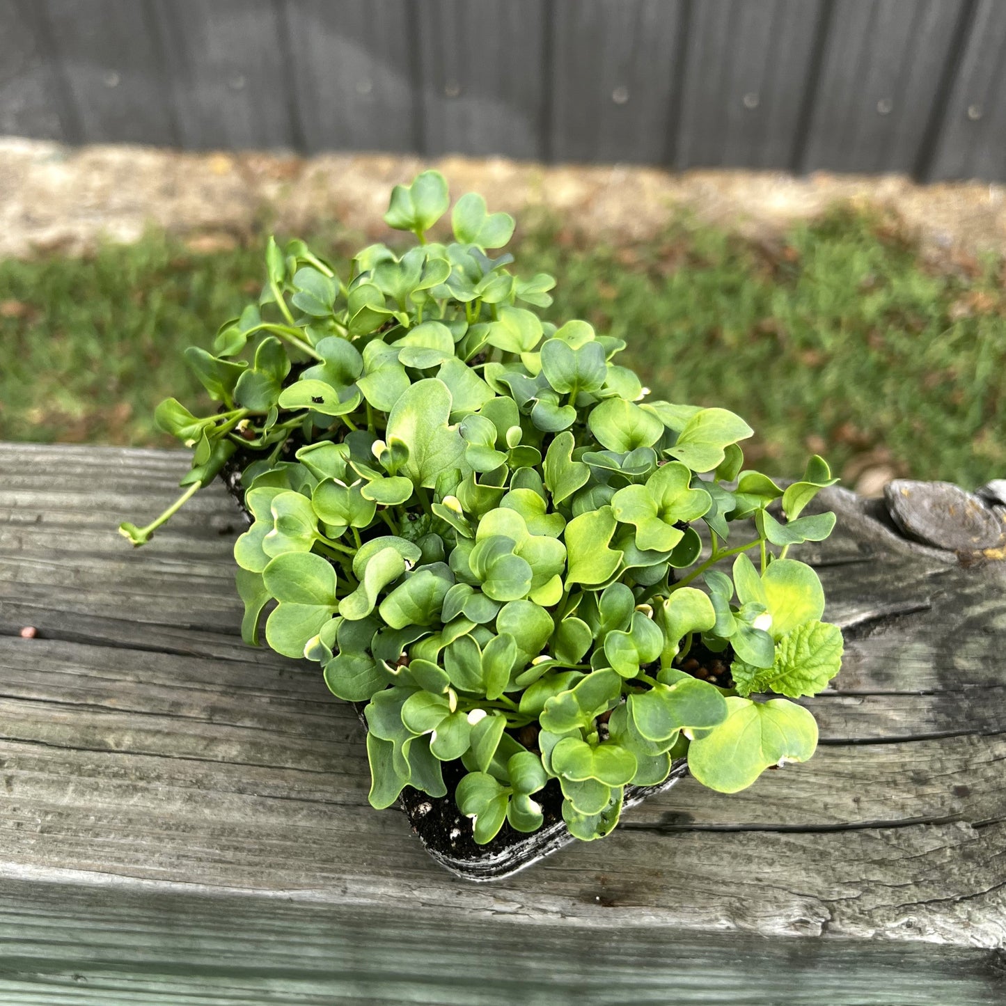 Daikon Radish Microgreens