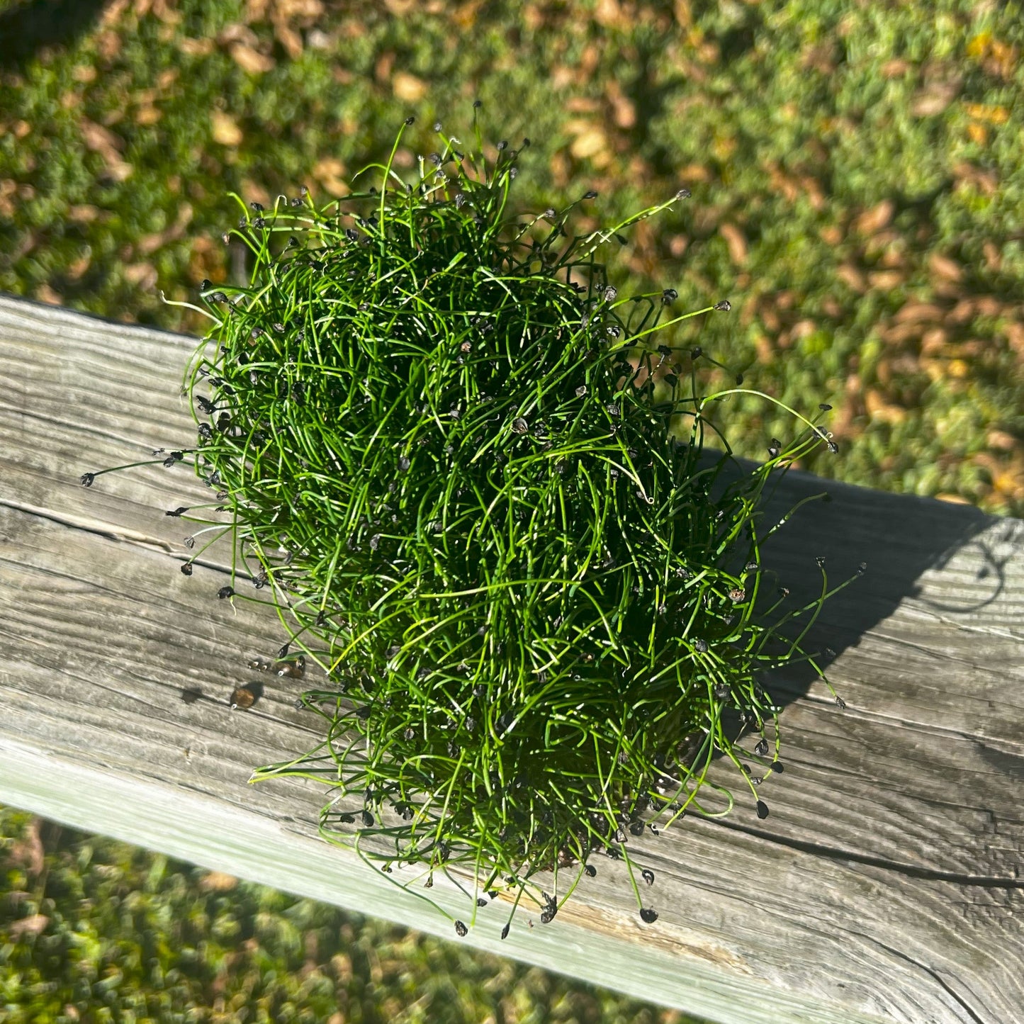 Garlic Chive Microgreens