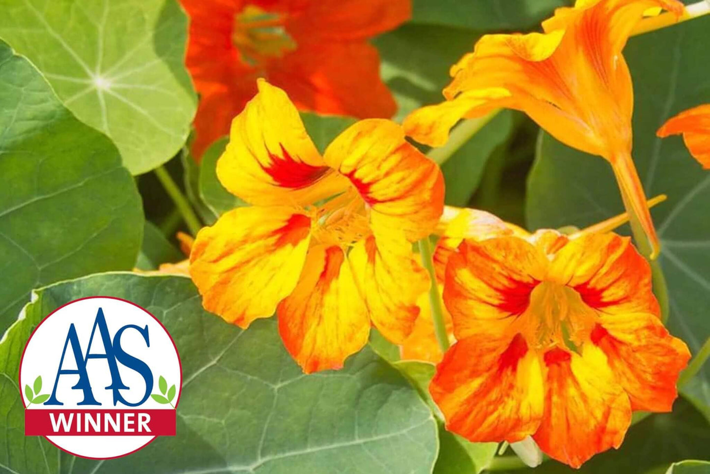 Glorious Gleam Nasturtium Mix