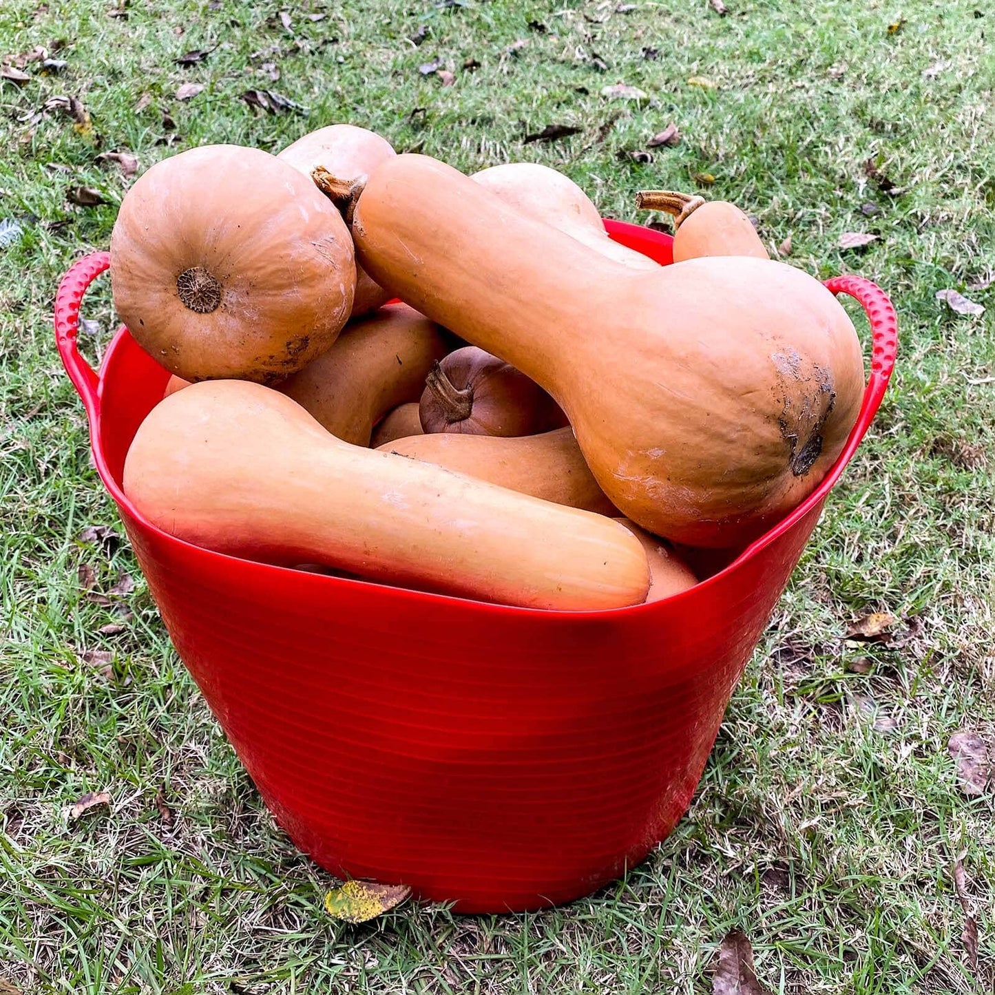 Large TubTrug - 10 Gallon