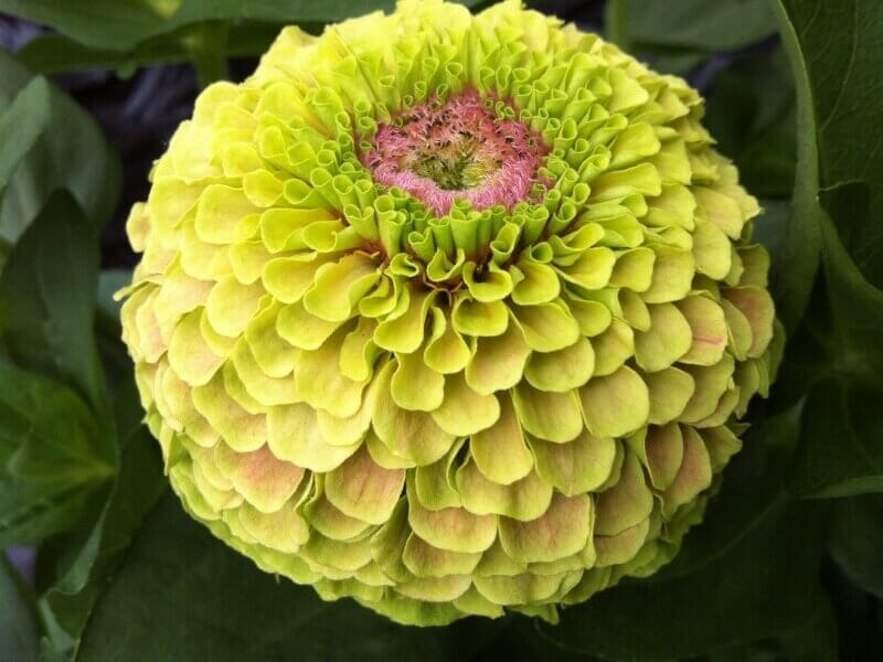 Lime With Blotch Queeny Zinnia