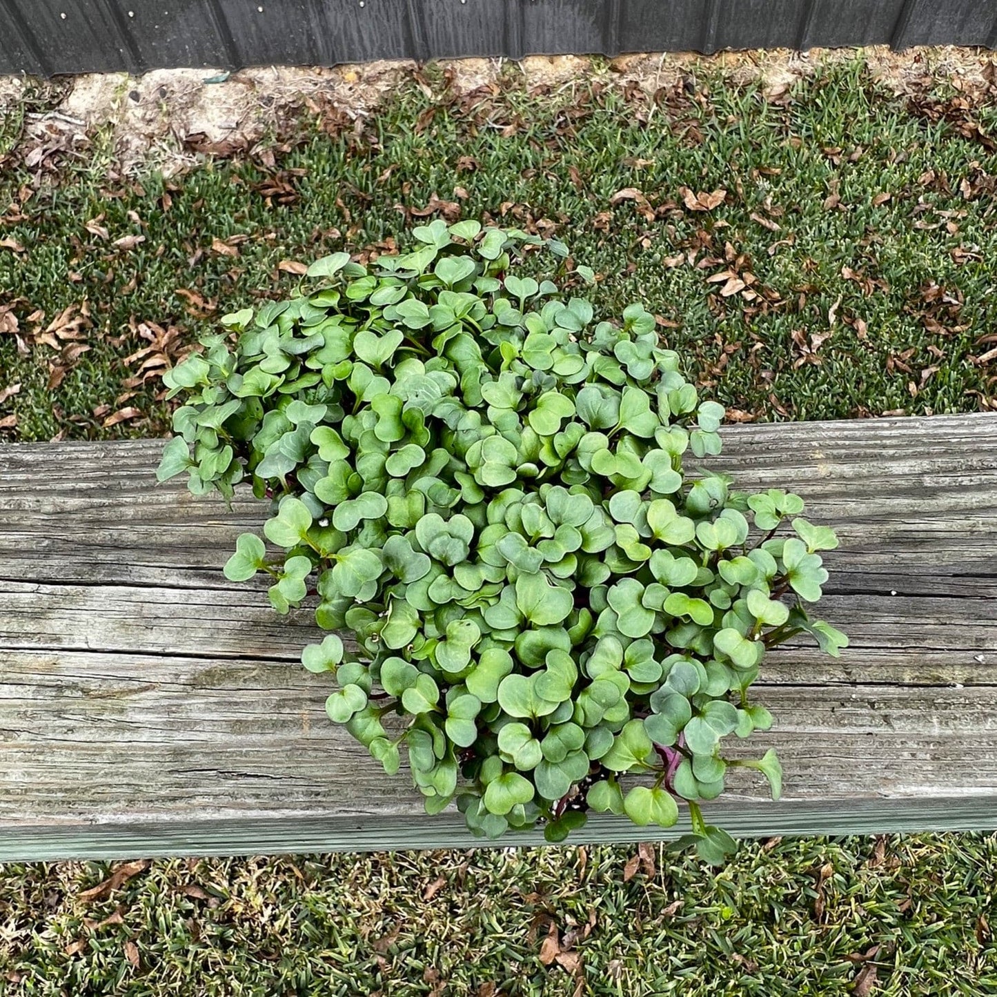Purple Plum Radish Microgreens