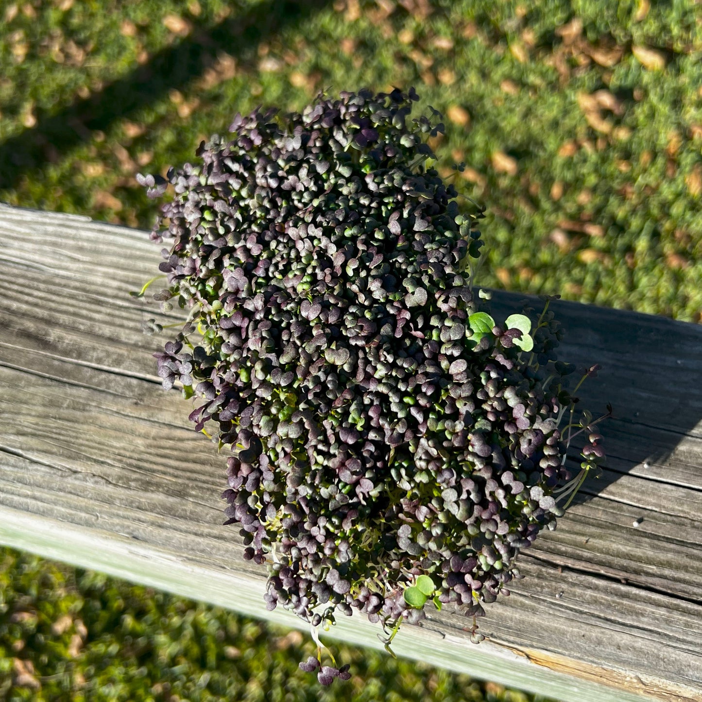 Red Frills Mustard Microgreens