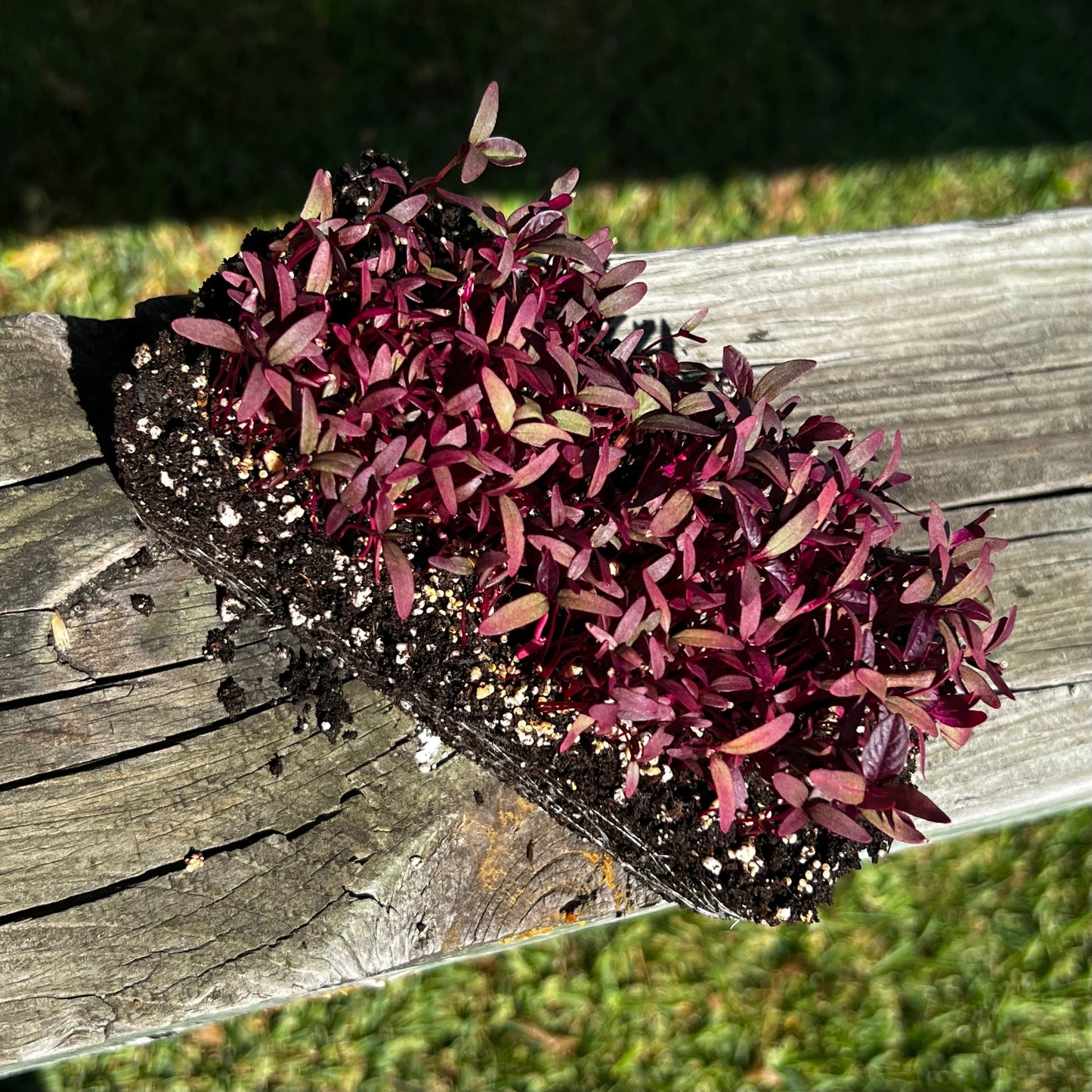 Red Garnet Amaranth Microgreens