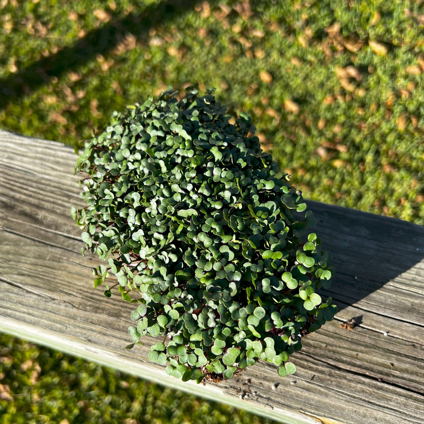 Red Russian Kale Microgreen