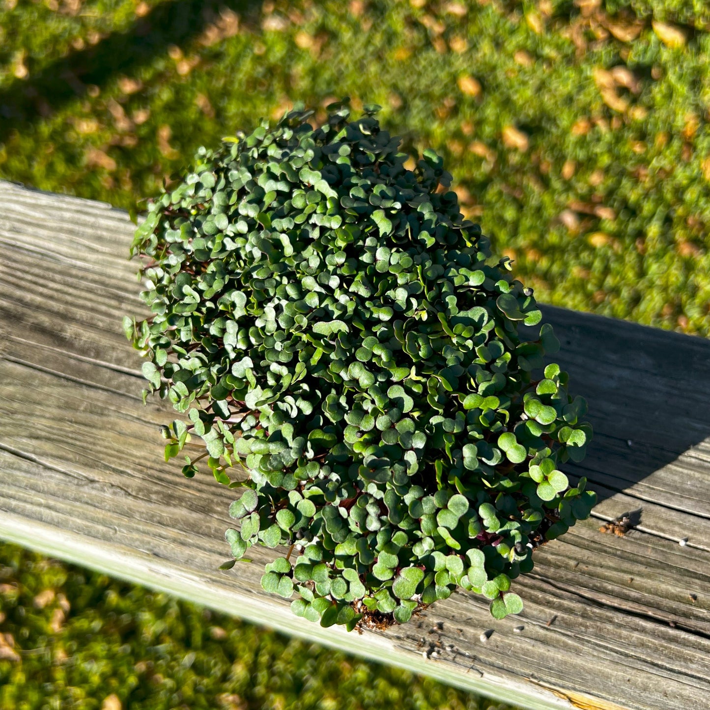 Texsel Greens Microgreens