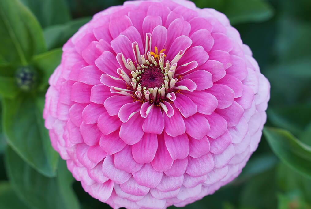 Benary Giant Pink Zinnia