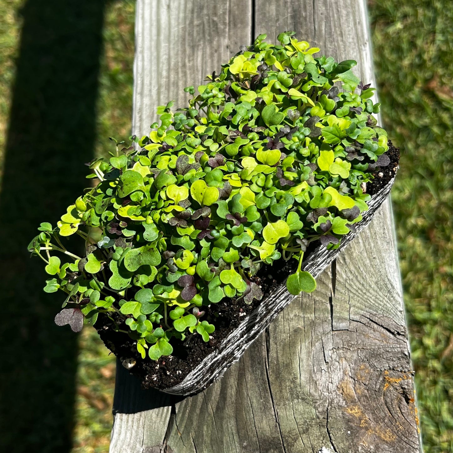Bright And Spicy Mix Microgreens