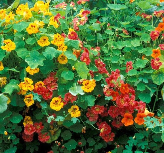 Nasturtium Jewel Mix