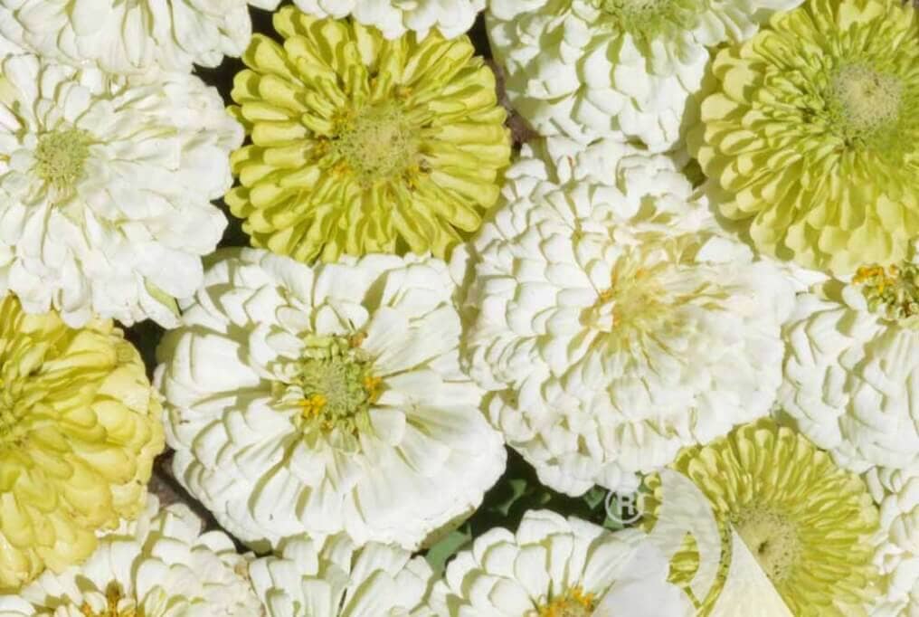 Key Lime Pie Zinnia