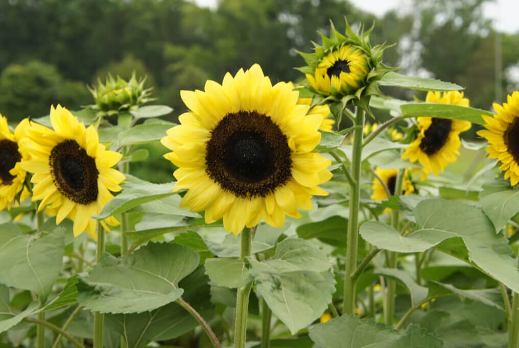 ProCut® Lemon Sunflower