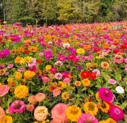  California Giants Zinnia Mix