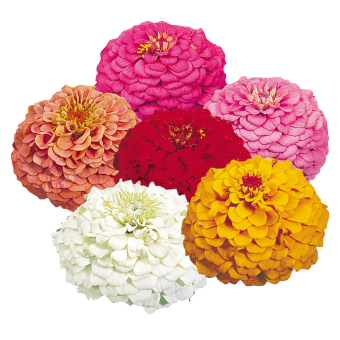 Oklahoma Zinnia Mix