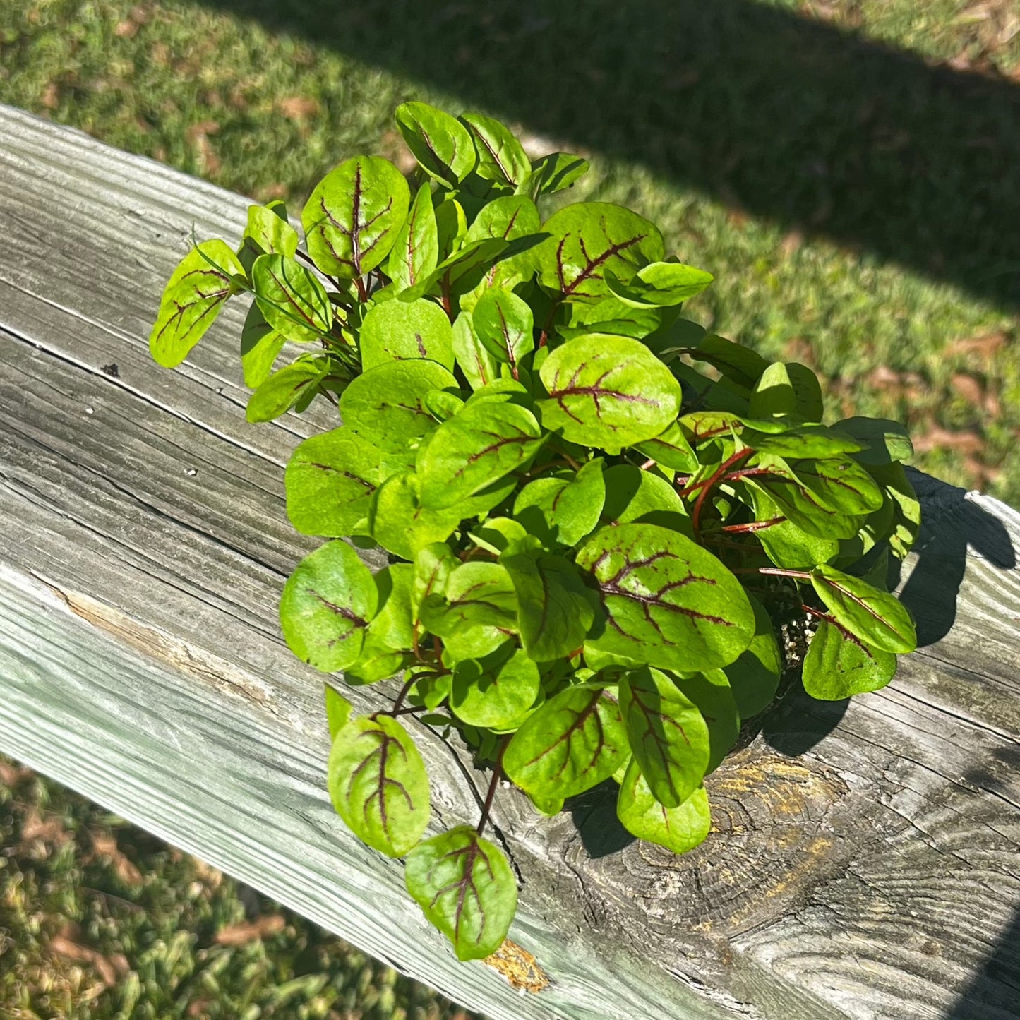  Red Veined Sorrel Microgreens