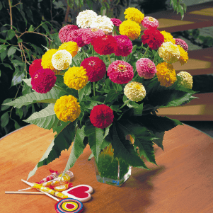  Oklahoma Zinnia Mix