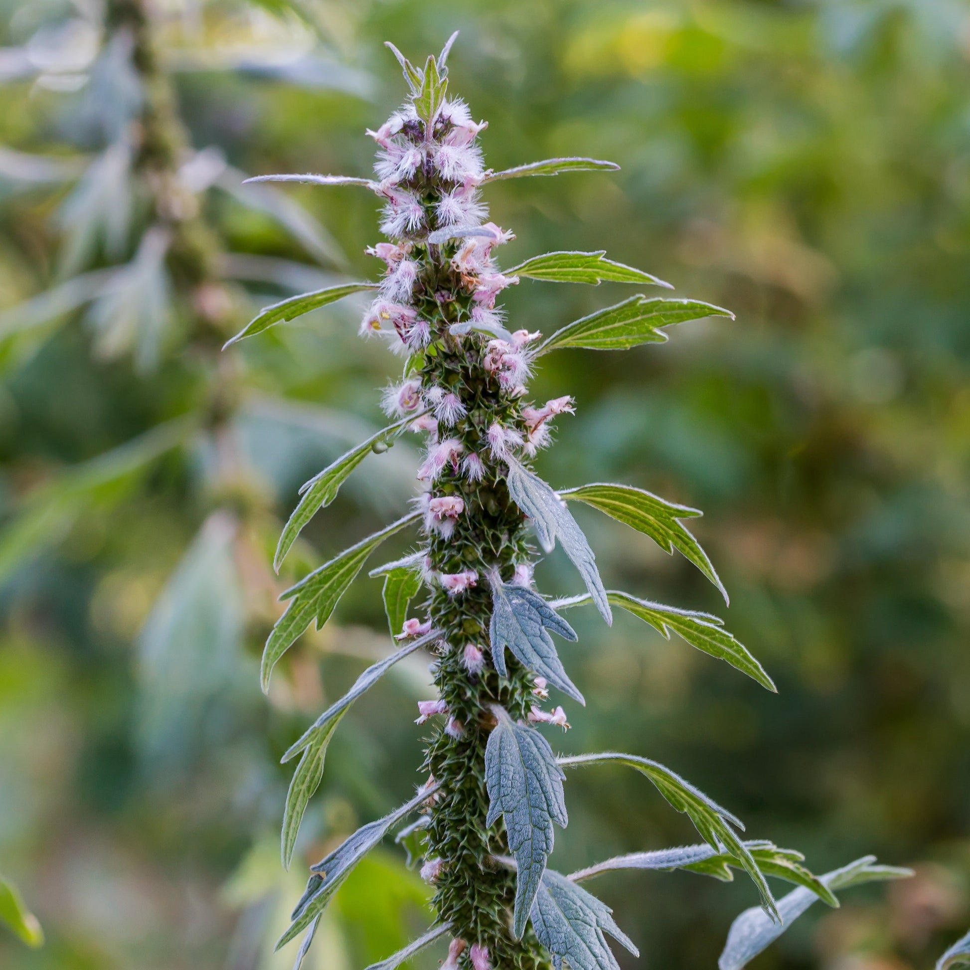  Motherwort