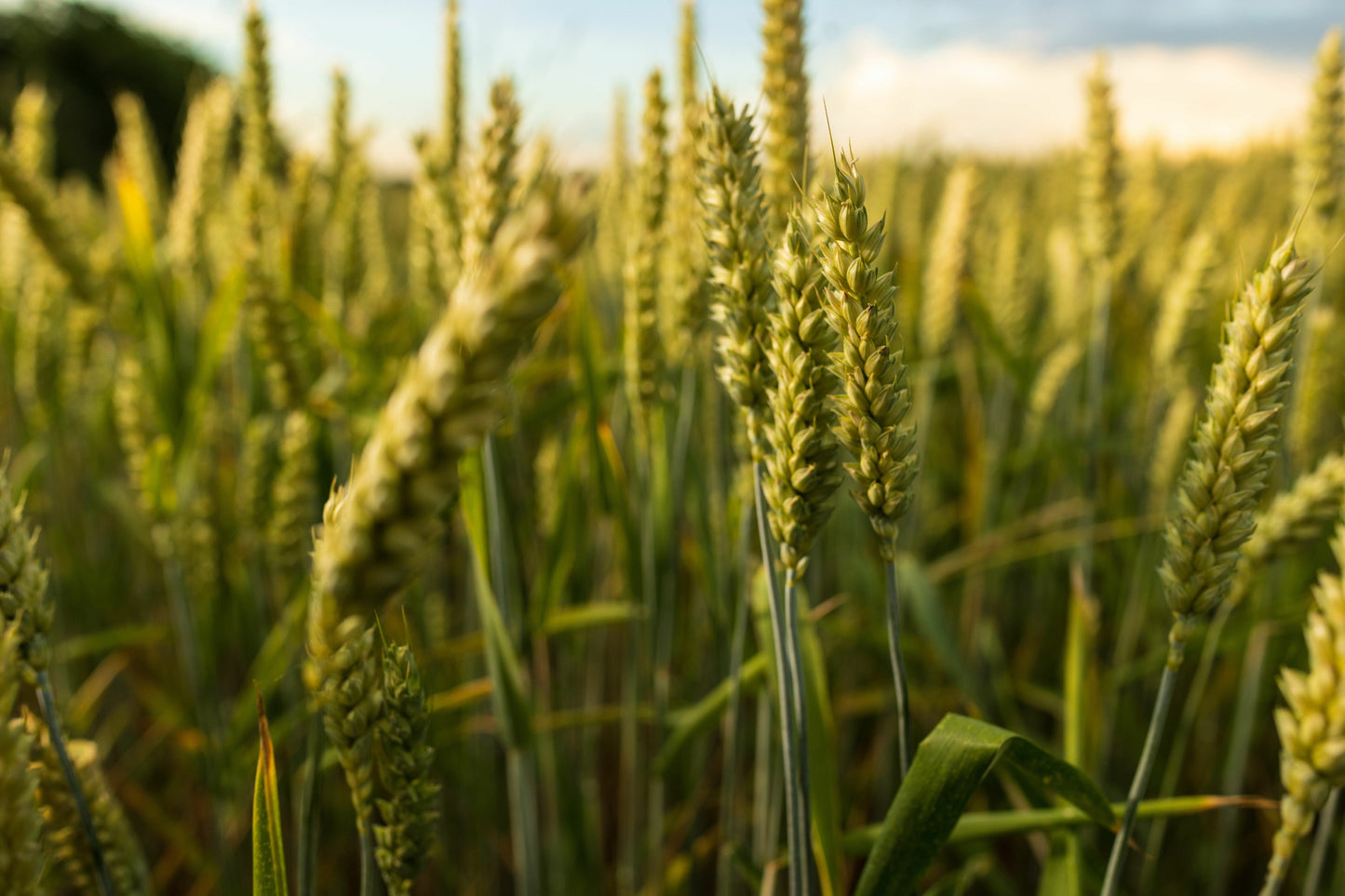  Common Wheat