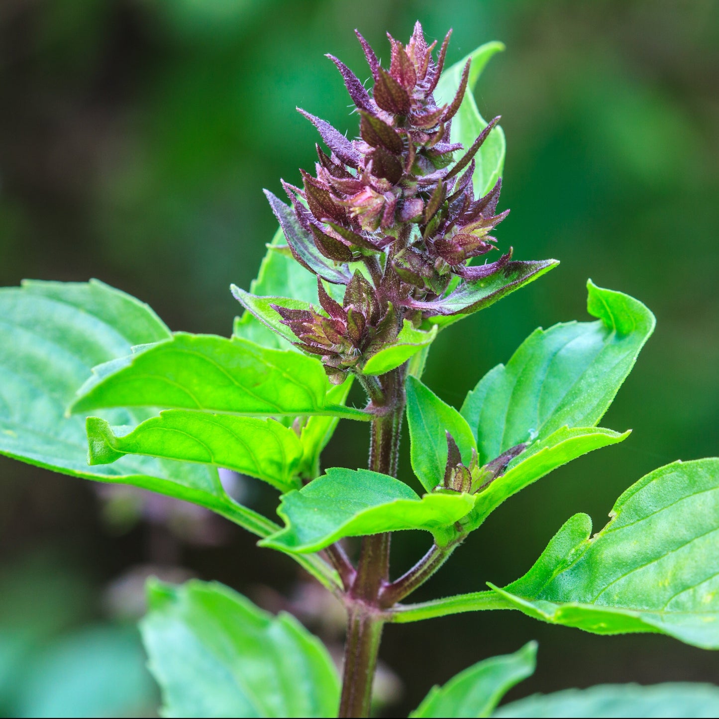  Holy Basil