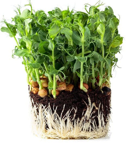  Affyla Pea Tendril Microgreens