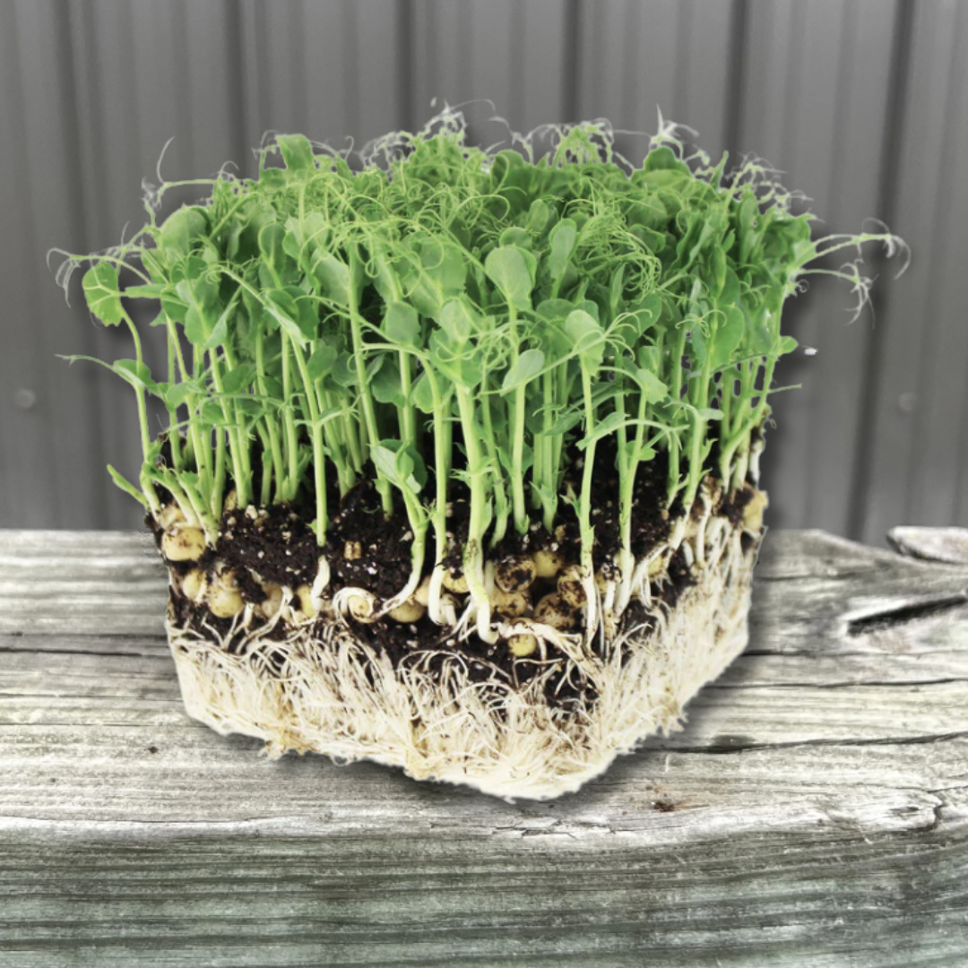  Affyla Pea Tendril Microgreens