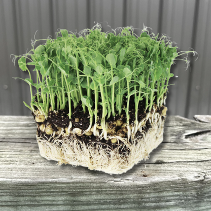  Affyla Pea Tendril Microgreens