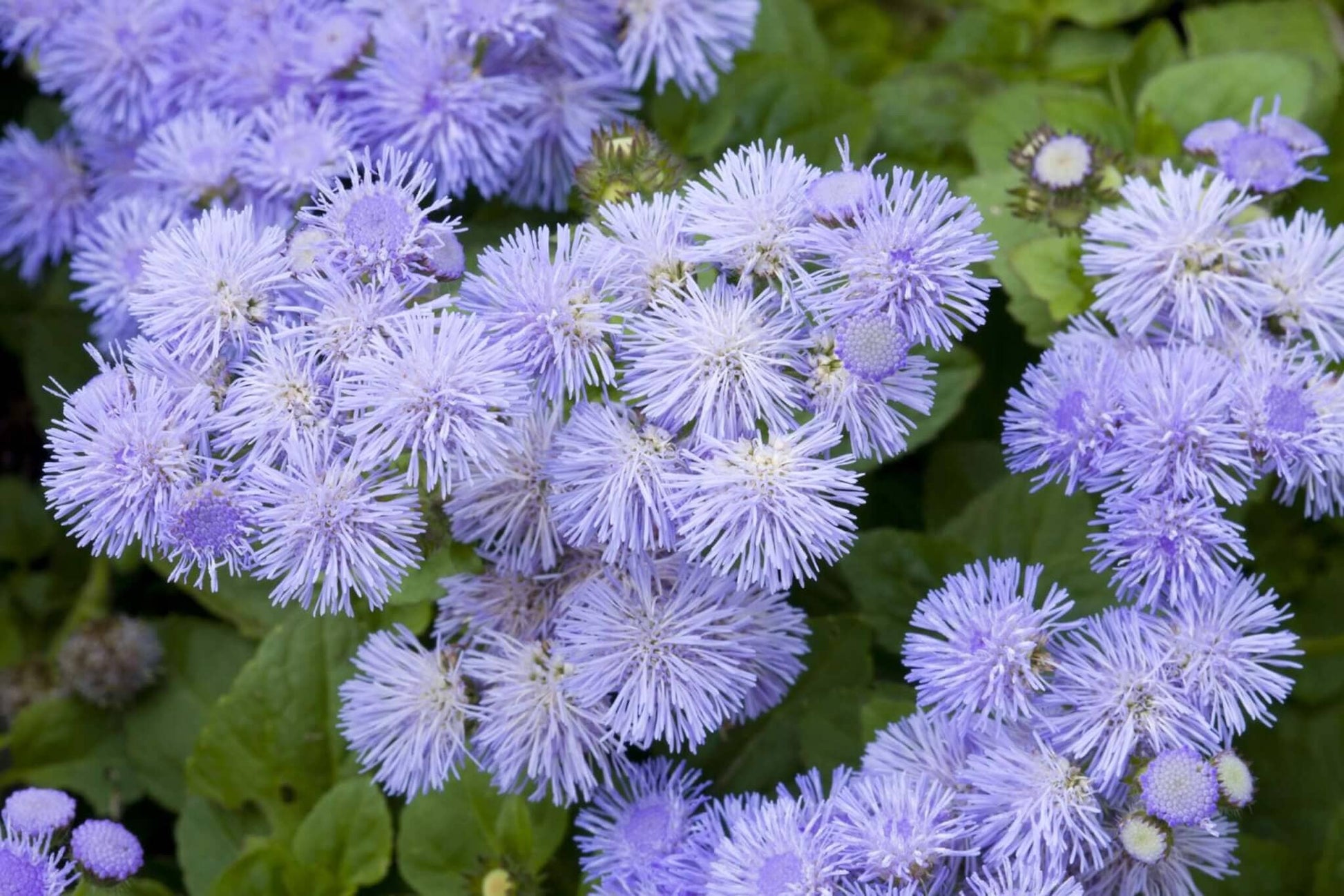  Ageratum Blue Horizon