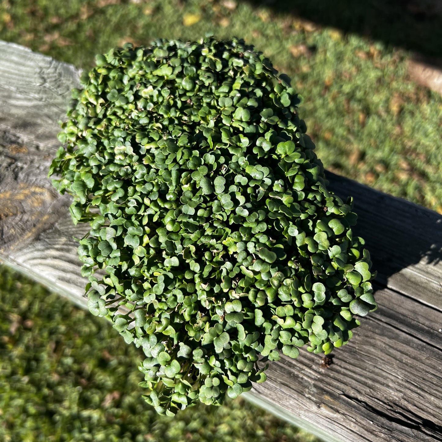  Arugula Microgreens