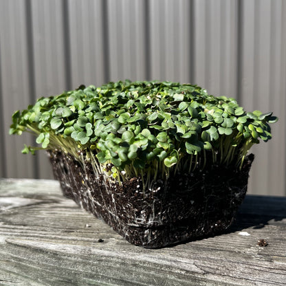  Arugula Microgreens