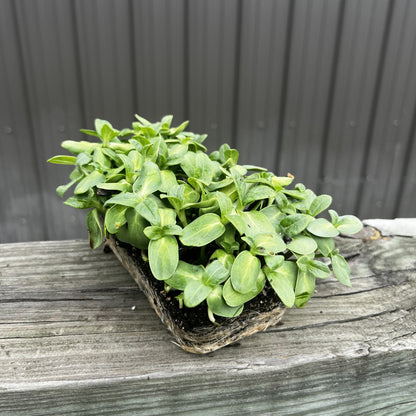  Black Oil Sunflower Microgreens