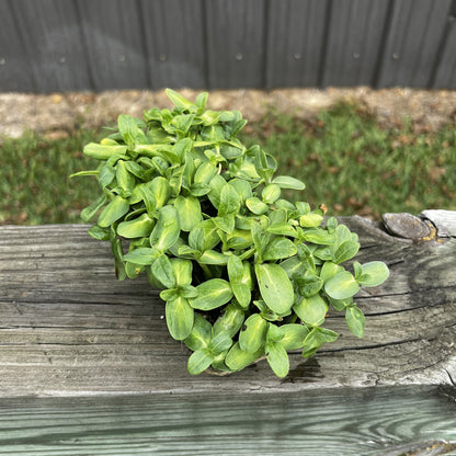  Black Oil Sunflower Microgreens