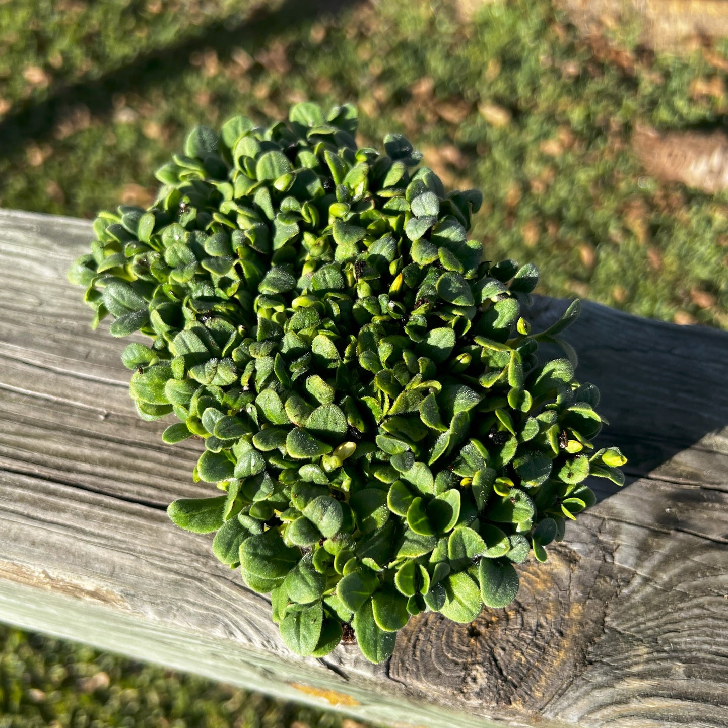  Borage Microgreens