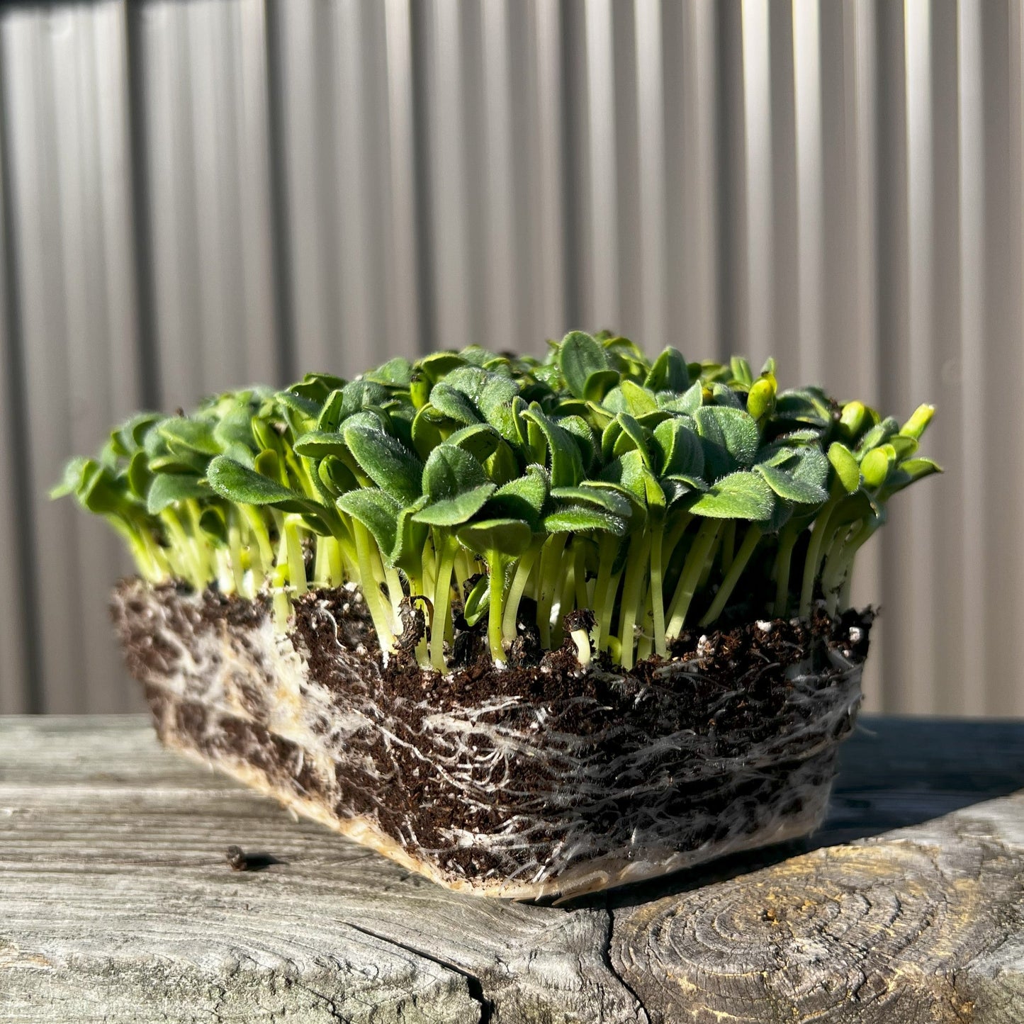  Borage Microgreens