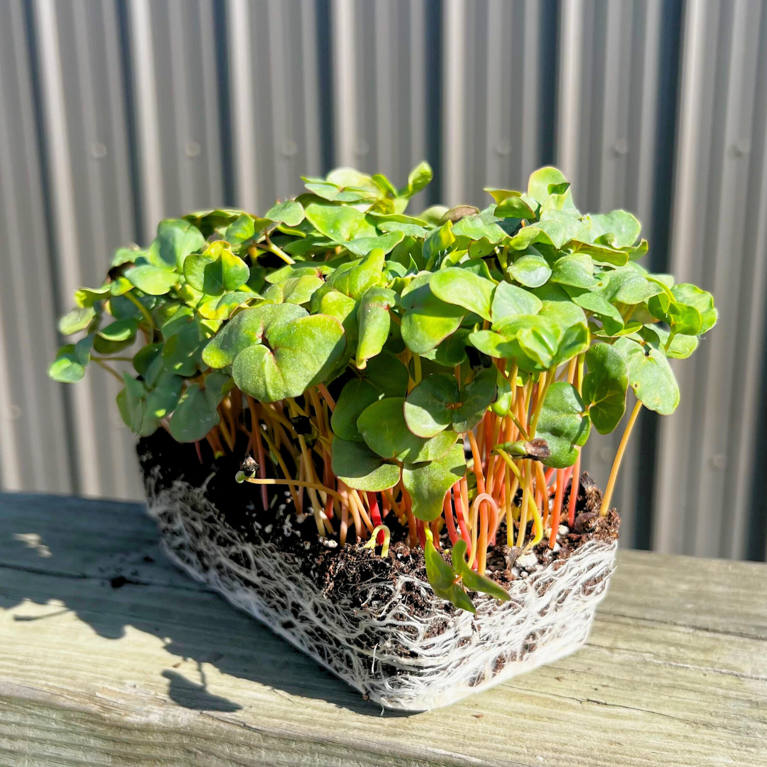 Buckwheat Microgreens