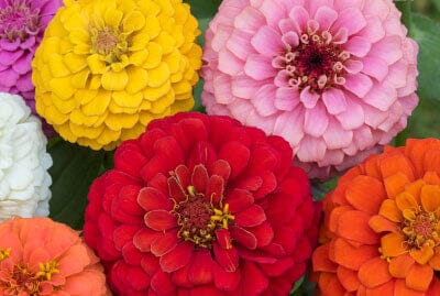  California Giants Zinnia Mix