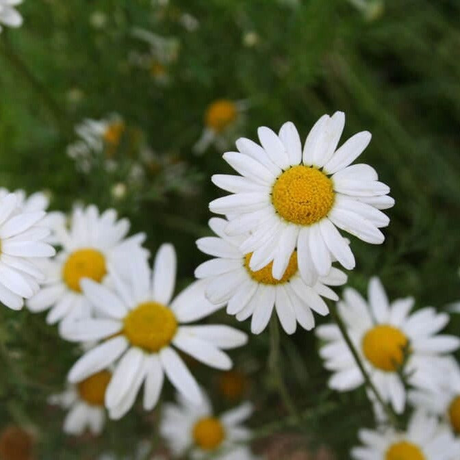  Chamomile