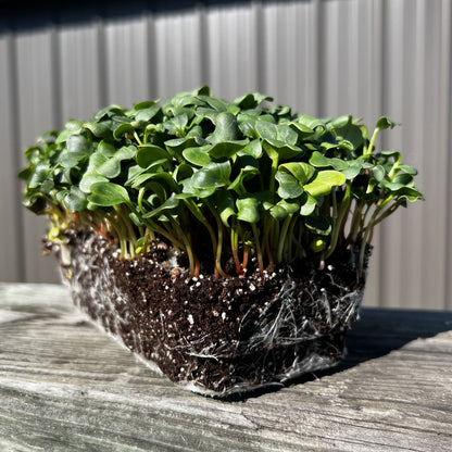 Champion Radish Microgreens