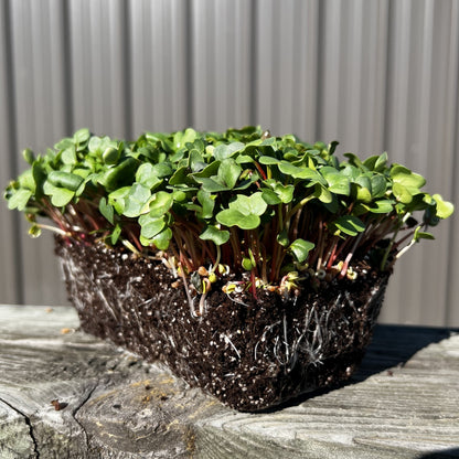  China Rose Radish Microgreens