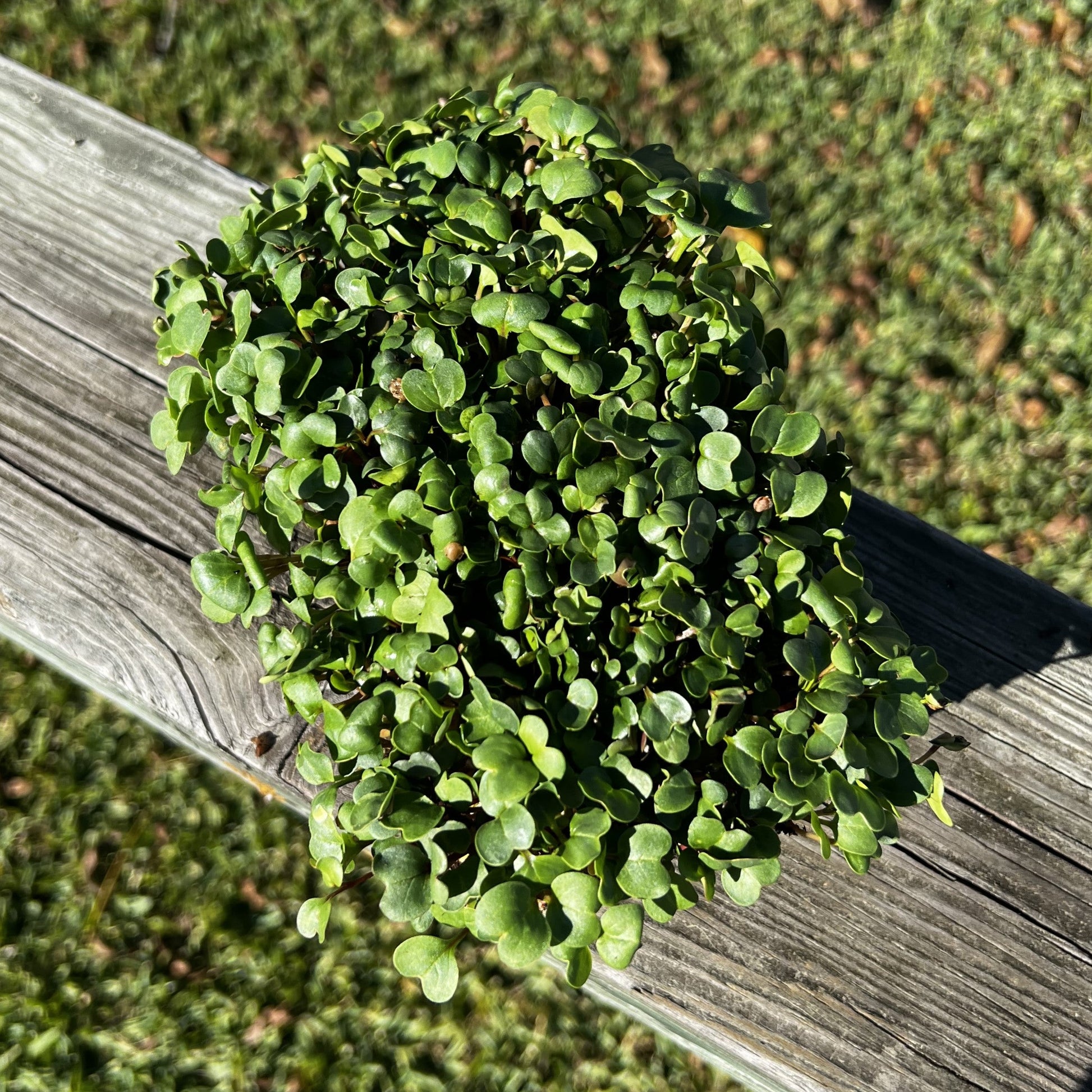  China Rose Radish Microgreens