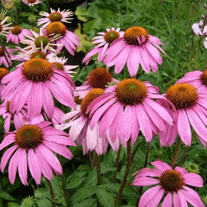  Purple Coneflower