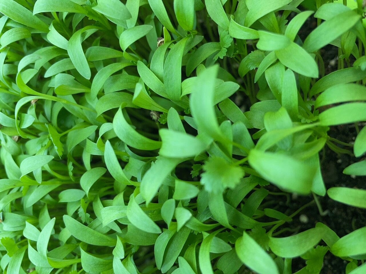  Coriander/ Cilantro Splits Microgreens