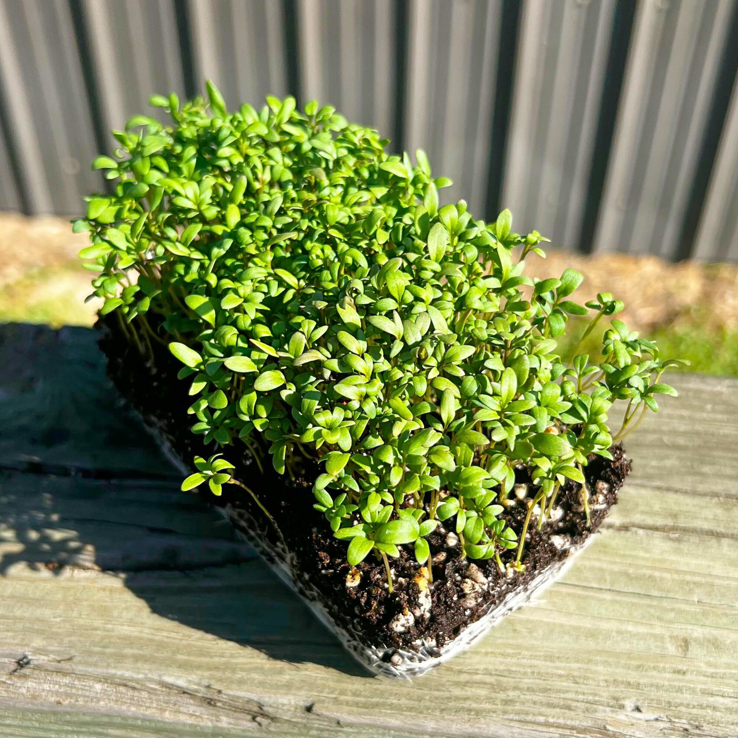  Curled Cress Microgreens