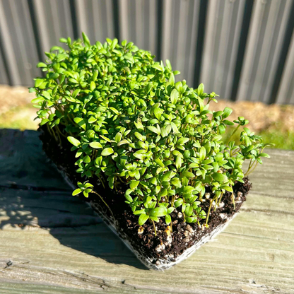  Curled Cress Microgreens