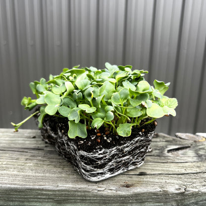  Daikon Radish Microgreens