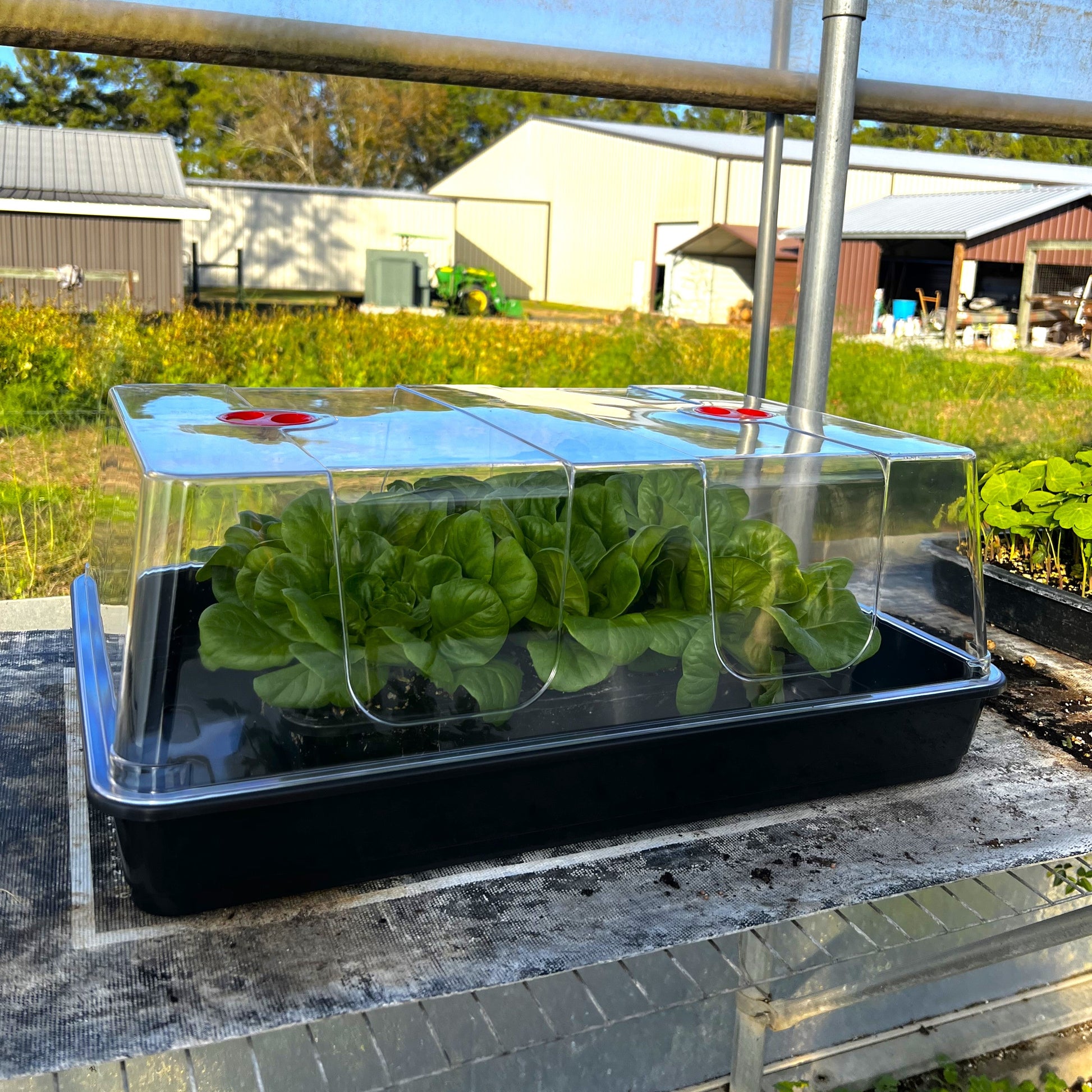  Deluxe Seed Starting Kit