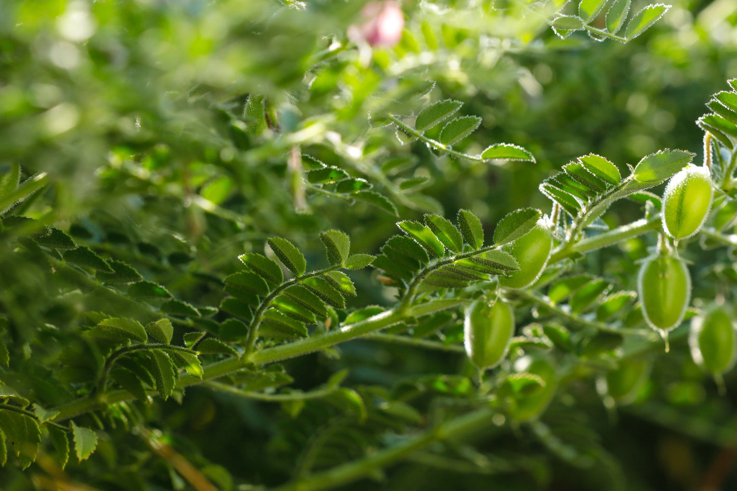  Desi Chickpea