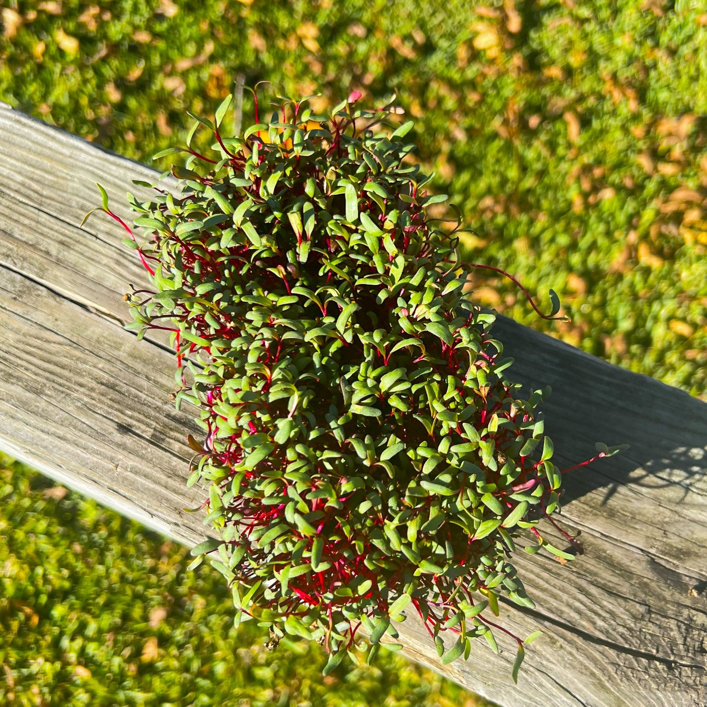  Detroit Dark Red Beet Microgreens