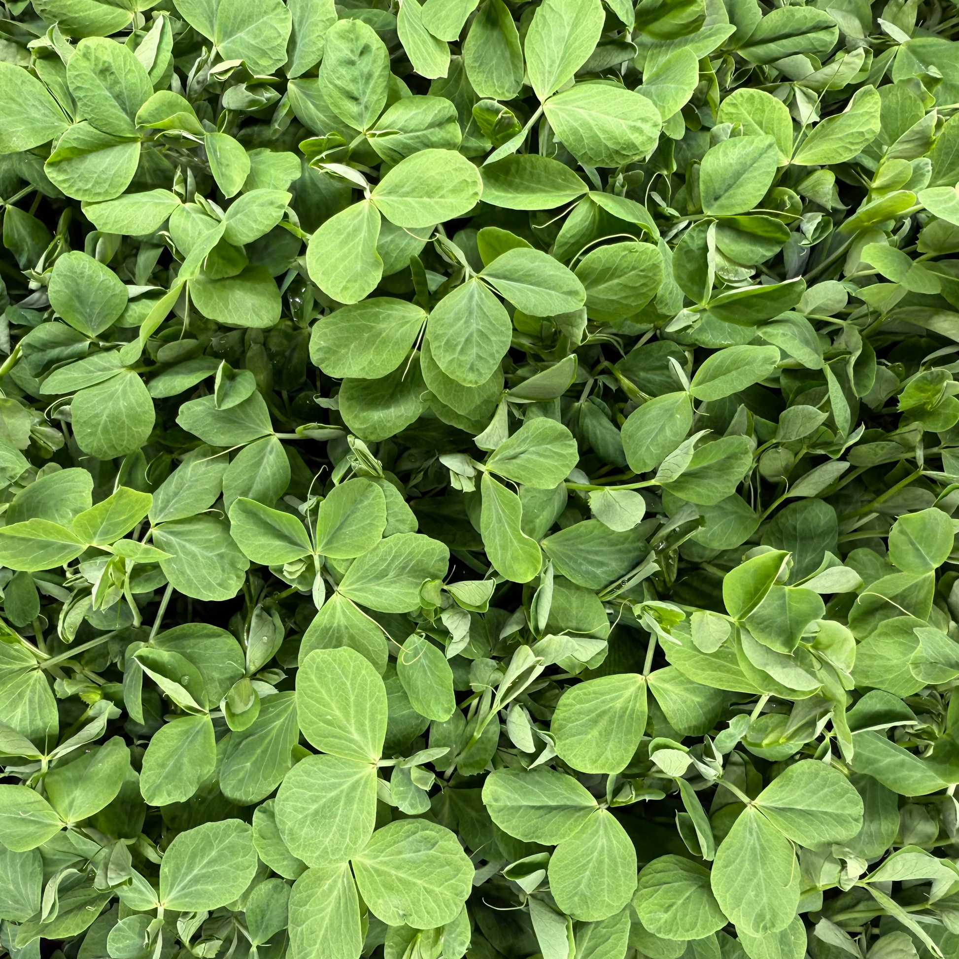  Dunn Pea 2.0 Microgreens
