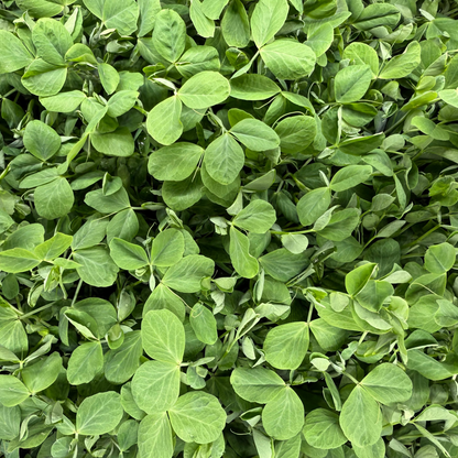  Dunn Pea 2.0 Microgreens
