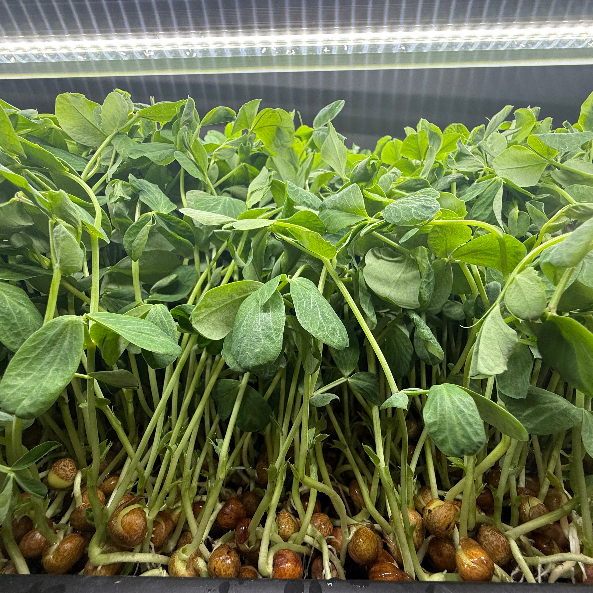  Dunn Pea 2.0 Microgreens